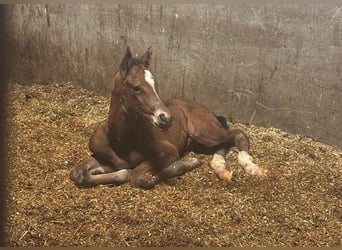 Oldenburger Springpaard, Hengst, , Bruin