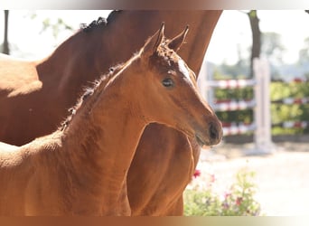 Oldenburger Springpaard, Hengst, , Bruin