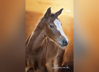 Oldenburger Springpaard, Hengst, Veulen (04/2025), Bruin
