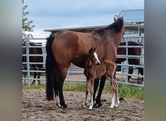 Oldenburger Springpaard, Hengst, , Bruin