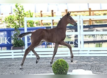 Oldenburger Springpaard, Hengst, , Bruin