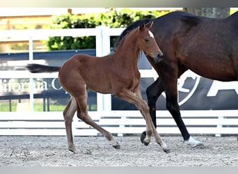 Oldenburger Springpaard, Hengst, , Bruin