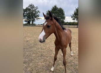 Oldenburger Springpaard, Hengst, Veulen (05/2026), Bruin