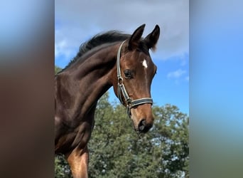Oldenburger Springpaard, Hengst, Veulen (04/2026), Bruin