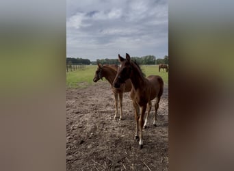 Oldenburger Springpaard, Hengst, Veulen (04/2026), Bruin
