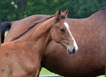 Oldenburger Springpaard, Hengst, Veulen (03/2026), Bruin