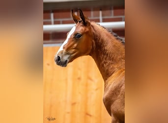 Oldenburger Springpaard, Hengst, Veulen (04/2025), Bruin