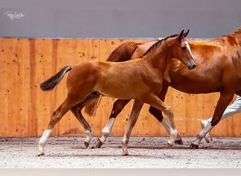 Oldenburger Springpaard, Hengst, Veulen (04/2025), Bruin