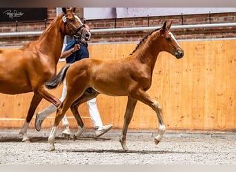 Oldenburger Springpaard, Hengst, Veulen (04/2025), Bruin