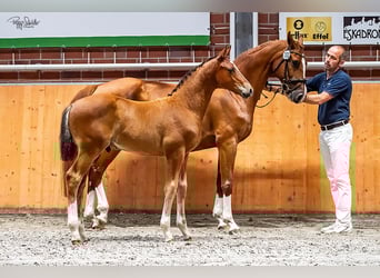 Oldenburger Springpaard, Hengst, Veulen (04/2025), Bruin