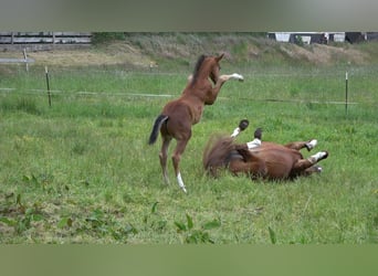 Oldenburger Springpaard, Hengst, Veulen (04/2025), Bruin