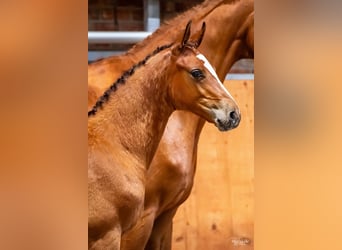 Oldenburger Springpaard, Hengst, Veulen (04/2025), Bruin
