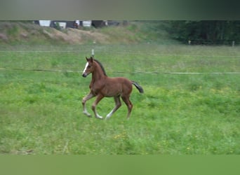 Oldenburger Springpaard, Hengst, Veulen (04/2025), Bruin
