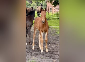 Oldenburger Springpaard, Hengst, Veulen (06/2025), Bruin