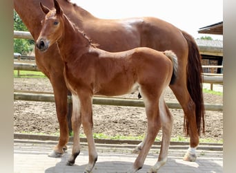 Oldenburger Springpaard, Hengst, Veulen (06/2025), Bruin