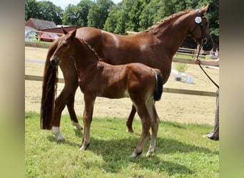 Oldenburger Springpaard, Hengst, Veulen (06/2025), Bruin