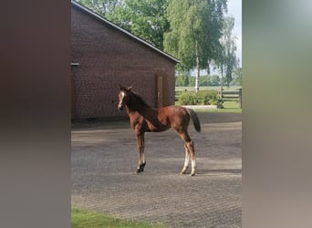 Oldenburger Springpaard, Hengst, Veulen (05/2026), Bruin