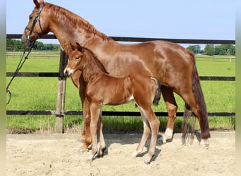 Oldenburger Springpaard, Hengst, Veulen (06/2025), Bruin