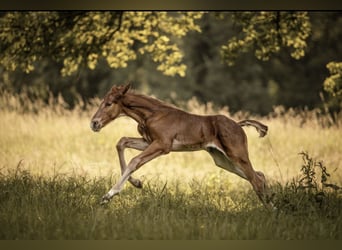 Oldenburger Springpaard, Hengst, veulen (05/2024), Bruin