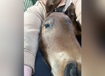 Oldenburger Springpaard, Hengst, , Bruin