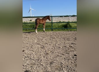 Oldenburger Springpaard, Hengst, , Bruin