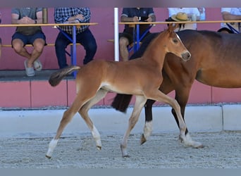 Oldenburger Springpaard, Hengst, , Bruin