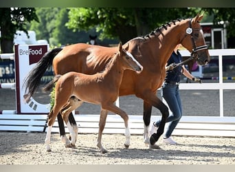 Oldenburger Springpaard, Hengst, , Bruin
