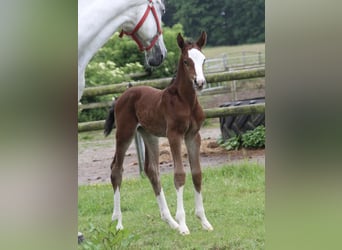 Oldenburger Springpaard, Hengst, , Bruin