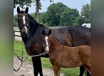 Oldenburger Springpaard, Hengst, , Bruin