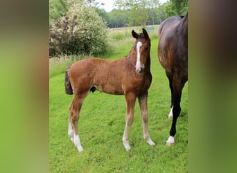 Oldenburger Springpaard, Hengst, , Bruin