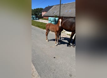 Oldenburger Springpaard, Hengst, Veulen (04/2026), Bruin