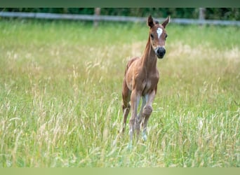 Oldenburger Springpaard, Hengst, Veulen (06/2025), Bruin