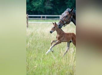 Oldenburger Springpaard, Hengst, Veulen (06/2025), Bruin