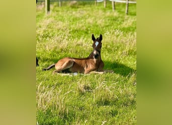Oldenburger Springpaard, Hengst, Veulen (06/2025), Bruin