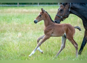Oldenburger Springpaard, Hengst, Veulen (06/2025), Bruin