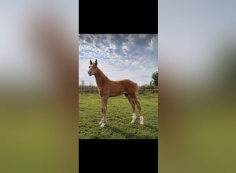 Oldenburger Springpaard, Hengst, Veulen (04/2026), Bruin