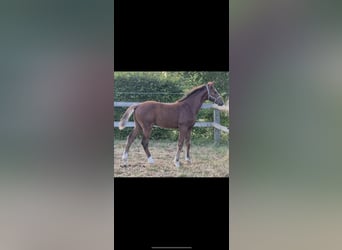 Oldenburger Springpaard, Hengst, Veulen (04/2026), Bruin