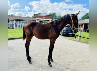 Oldenburger Springpaard, Hengst, , Bruin