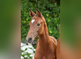 Oldenburger Springpaard, Hengst, Veulen (05/2025), Bruin
