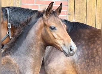 Oldenburger Springpaard, Hengst, veulen (04/2024), Donkerbruin