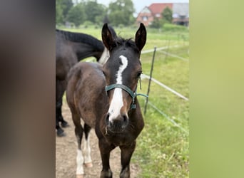 Oldenburger Springpaard, Hengst, Veulen (03/2026), Donkerbruin