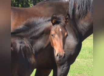 Oldenburger Springpaard, Hengst, Veulen (06/2026), Donkerbruin
