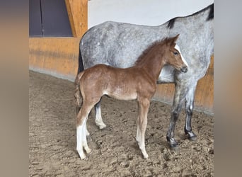 Oldenburger Springpaard, Hengst, , kan schimmel zijn