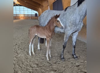 Oldenburger Springpaard, Hengst, , kan schimmel zijn