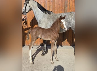 Oldenburger Springpaard, Hengst, , kan schimmel zijn