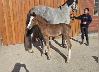Oldenburger Springpaard, Hengst, , kan schimmel zijn