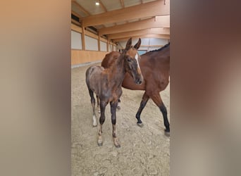 Oldenburger Springpaard, Hengst, Veulen (01/2025), kan schimmel zijn