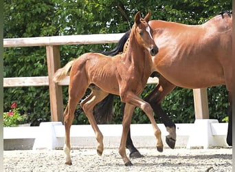 Oldenburger Springpaard, Hengst, Veulen (01/2025), kan schimmel zijn