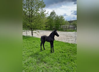 Oldenburger Springpaard, Hengst, veulen (03/2024), kan schimmel zijn