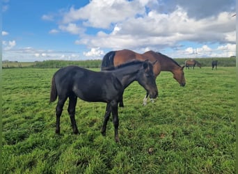 Oldenburger Springpaard, Hengst, veulen (04/2023), kan schimmel zijn